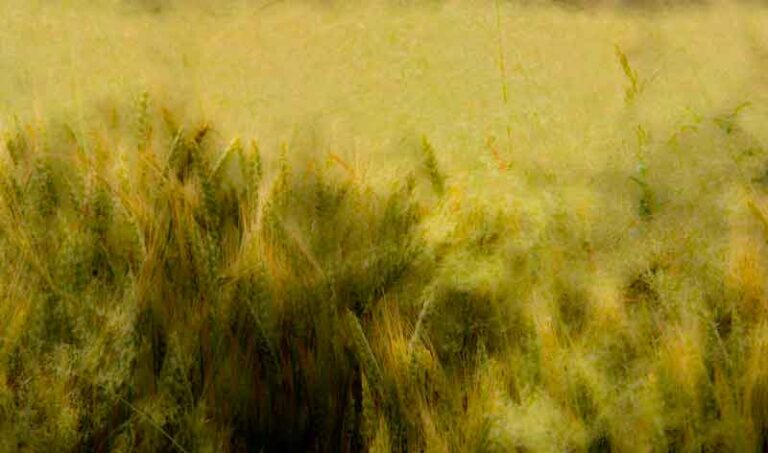 photo Feel the field 06