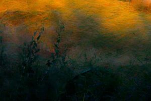photo Feel the field 04