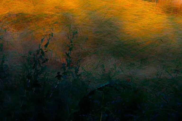 photo Feel the field 04