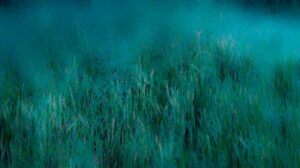 photo Feel the field 03
