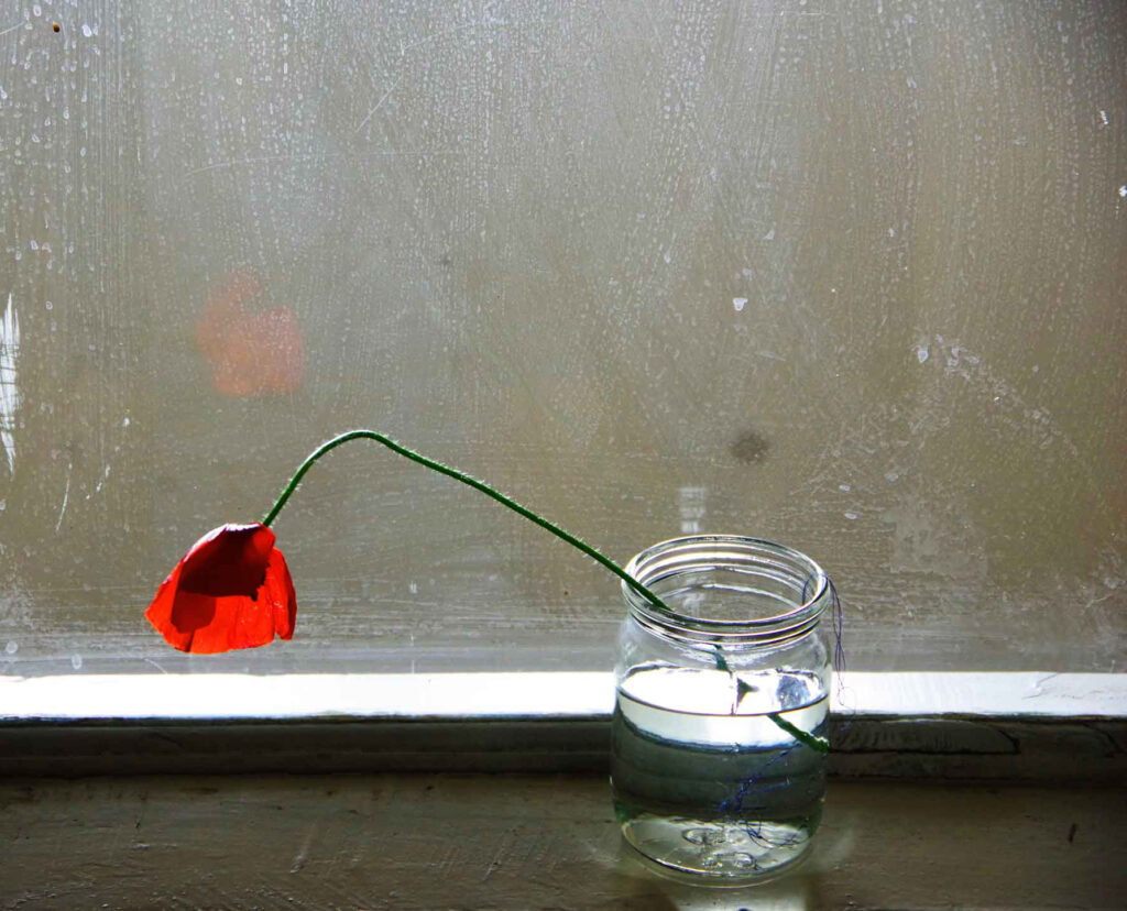photo poppy