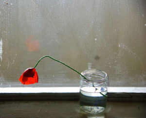 photo poppy