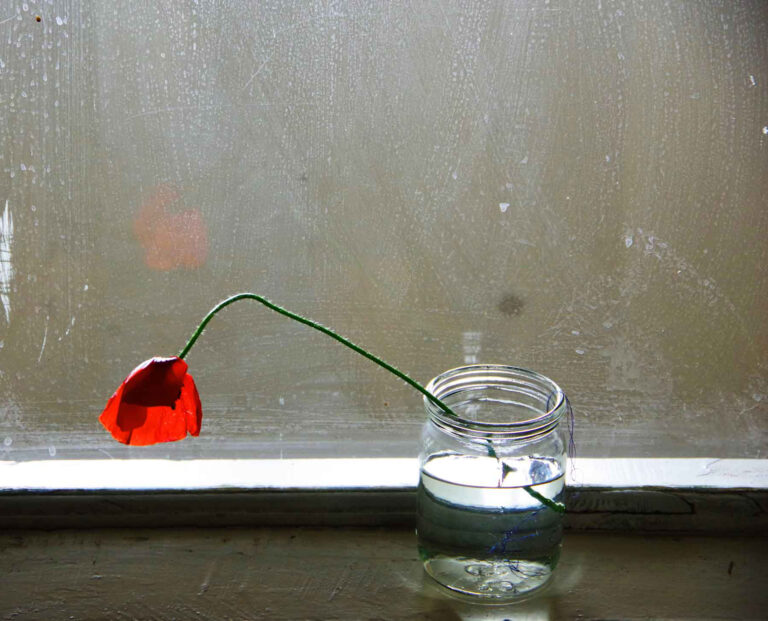 photo poppy
