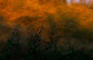 photo Feel the field 02