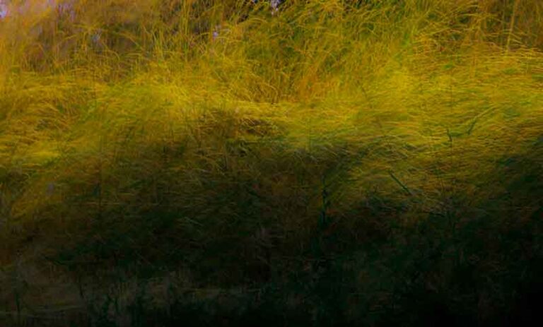 photo Feel the field 01
