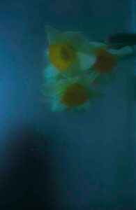 photo Flowers in pastel 03