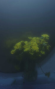 photo Flowers in pastel 04