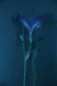 photo Flowers in pastel 05