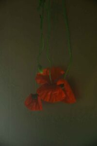 photo flower poppy