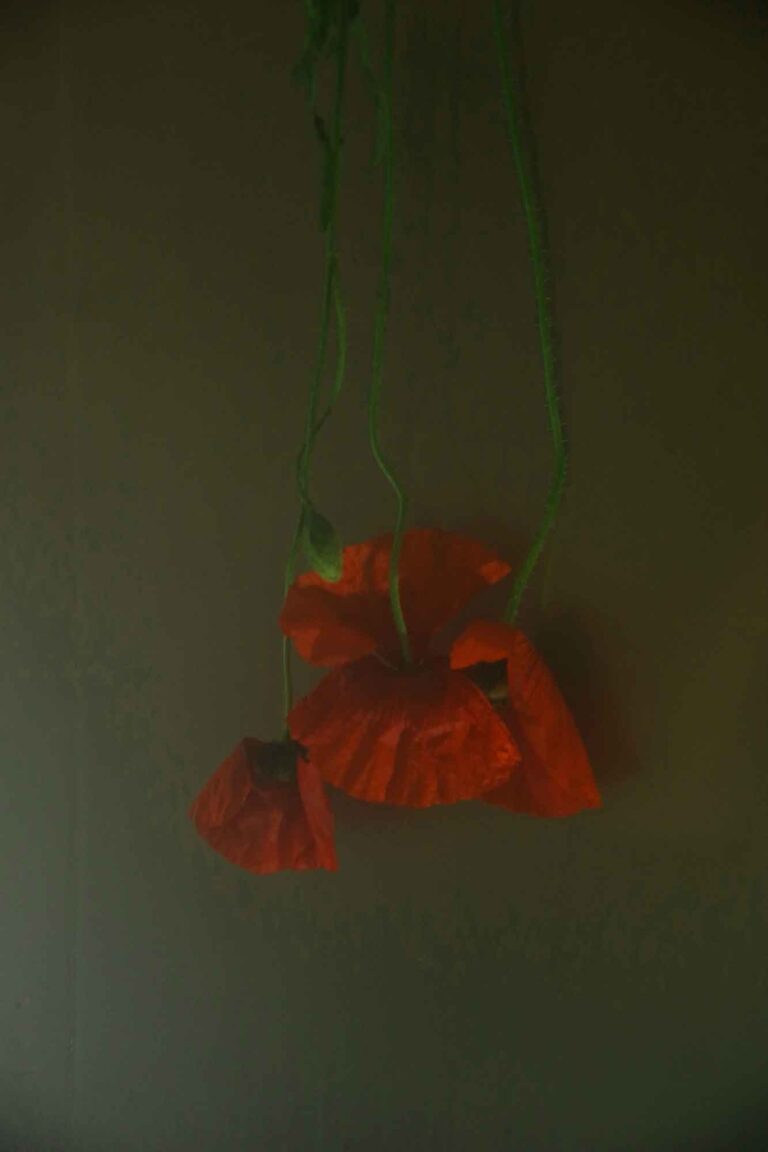 photo flower poppy