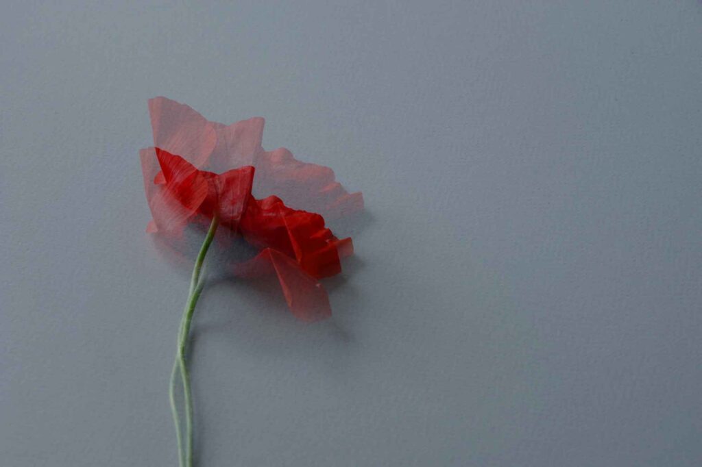 flower poppy