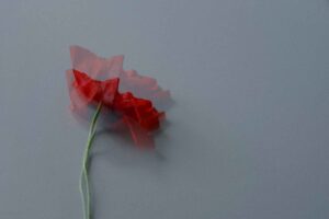 flower poppy