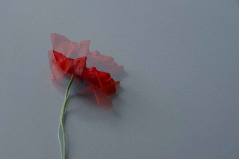 flower poppy